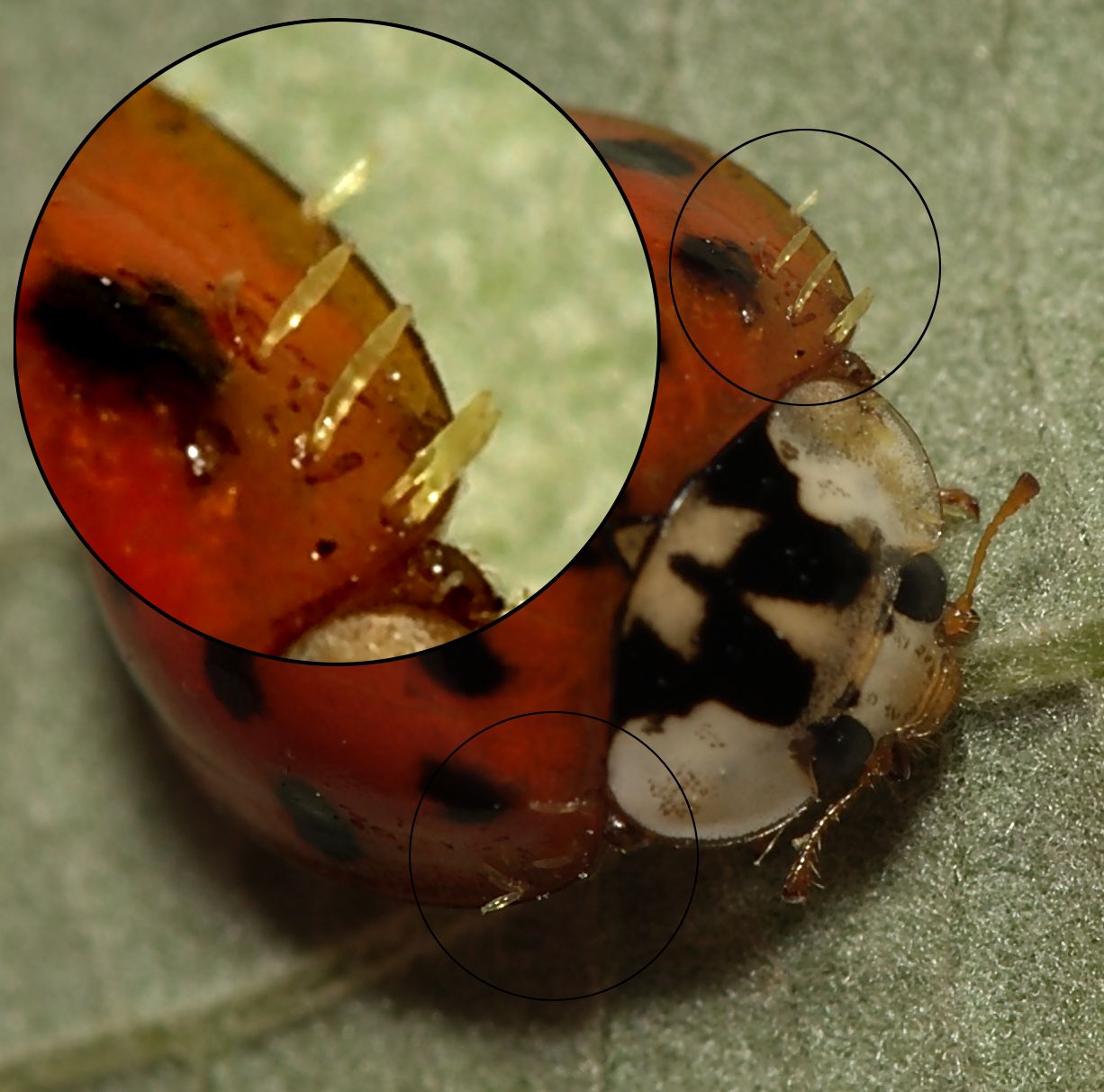 Представитель Семейства Euceratomycetaceae